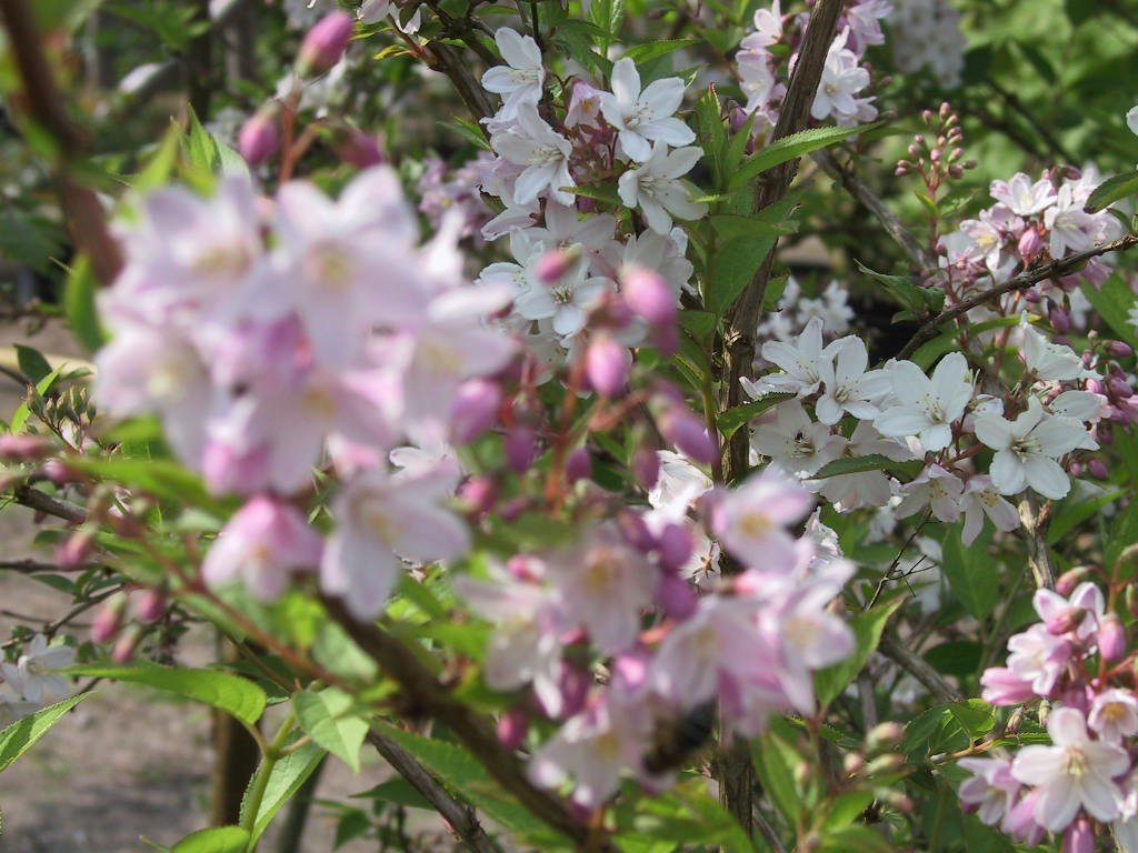 Deutzia kalmiiflora - knospige Blueten 5-03.jpg